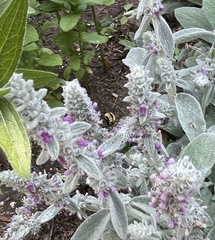 Bombus fervidus