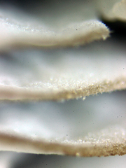 Hydropus marginellus