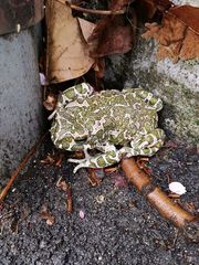 Bufotes viridis viridis