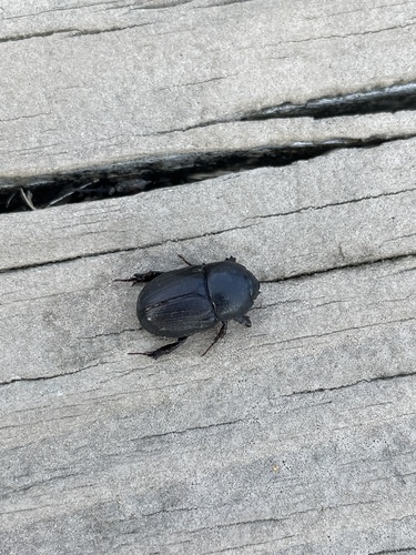 Sugarcane Beetle (Euetheola rugiceps) photo 6