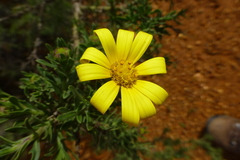 Osteospermum spinosum