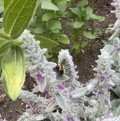 Bombus fervidus