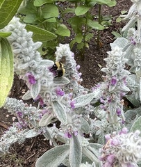 Bombus fervidus