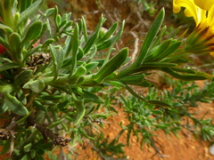 Osteospermum spinosum