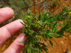 Osteospermum spinosum