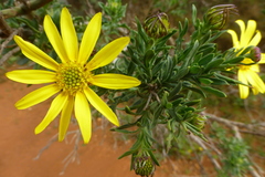 Osteospermum spinosum