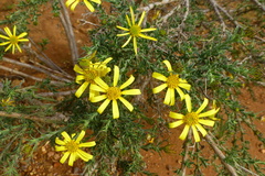 Osteospermum spinosum