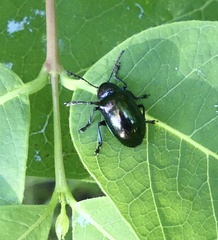 Chrysochus auratus