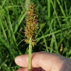 Carex vulpina
