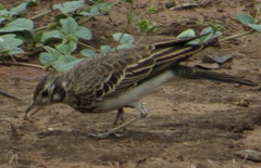 Pinarocorys nigricans