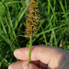 Carex vulpina