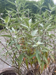 Caryopteris mongholica