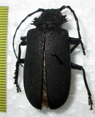 Pixodarus nyassae