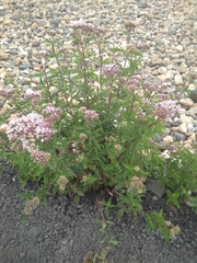 Eupatorium cannabinum