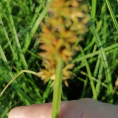 Carex vulpina