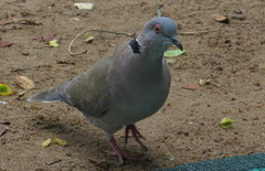 Streptopelia decipiens