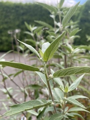 Caryopteris mongholica