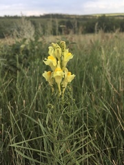 Linaria vulgaris