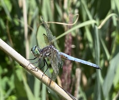 Pachydiplax longipennis