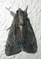 Ulotrichopus tinctipennis