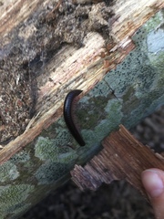 Pachyiulus oenologus