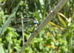 Pachydiplax longipennis