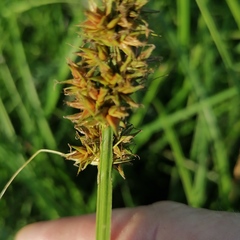 Carex vulpina