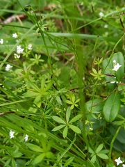 Galium uliginosum