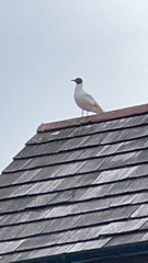 Chroicocephalus ridibundus