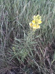 Linaria vulgaris
