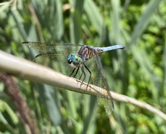 Pachydiplax longipennis