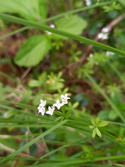 Galium uliginosum