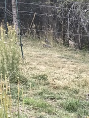 Urocitellus columbianus