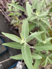 Caryopteris mongholica