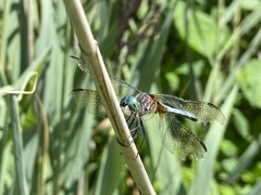 Pachydiplax longipennis