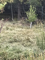 Urocitellus columbianus