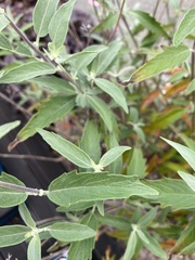 Caryopteris mongholica