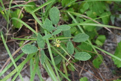 Rhynchosia tomentosa