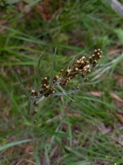 Omalotheca norvegica