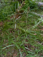 Omalotheca norvegica