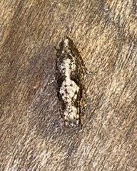 Gretchena watchungana