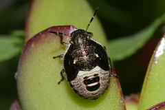 Holcostethus sphacelatus