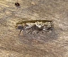 Gretchena watchungana