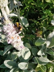 Bombus