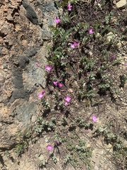 Epilobium obcordatum