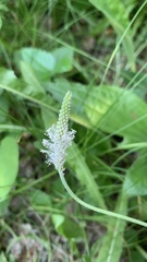 Plantago urvillei