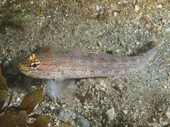 Gobius xanthocephalus