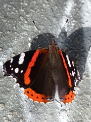 Vanessa atalanta