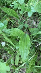 Plantago urvillei