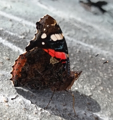 Vanessa atalanta